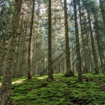 Europa busca bosques prósperos a través de la restauración